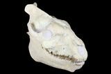 Fossil Oreodont (Merycoidodon) Skull - Wyoming #176385-6